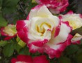 /album/galleria-fotografica/rosa-1-jpg/